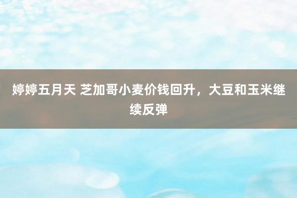 婷婷五月天 芝加哥小麦价钱回升，大豆和玉米继续反弹